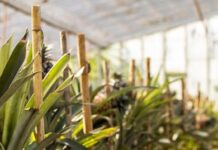 Growing Pineapples in Connemara